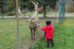 WildparkAltenfelden-min